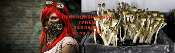 PSILOCYBIN Аркадак